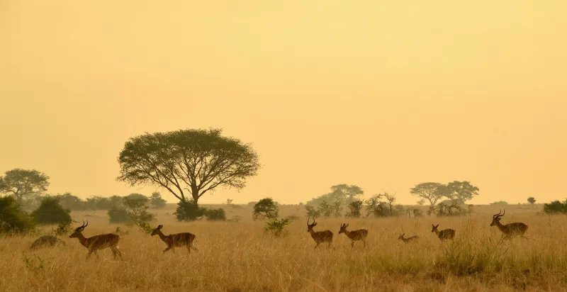 Your Brain on Africa: The Neuroscience Behind Why Safari Changes You for Good