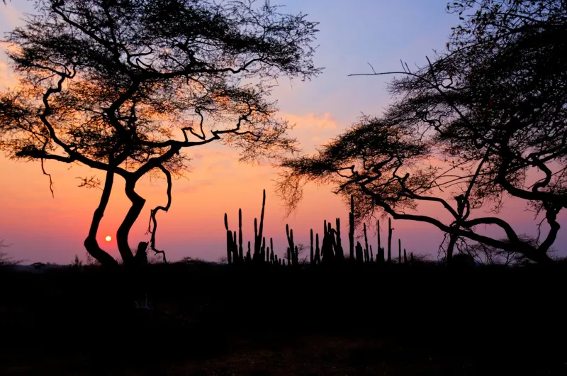 What Africa Sounds Like When the World Goes Quiet
